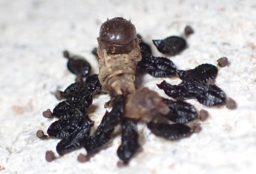 Eulophus sp.